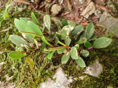 Peperomia obtusifolia