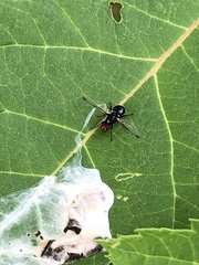 Seioptera vibrans