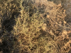 Sarcopoterium