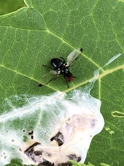 Seioptera vibrans
