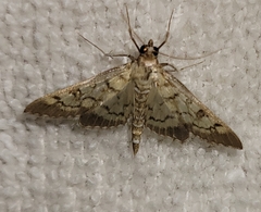 Mimorista trimaculalis
