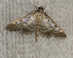 Mimorista trimaculalis