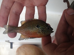 Lepomis marginatus