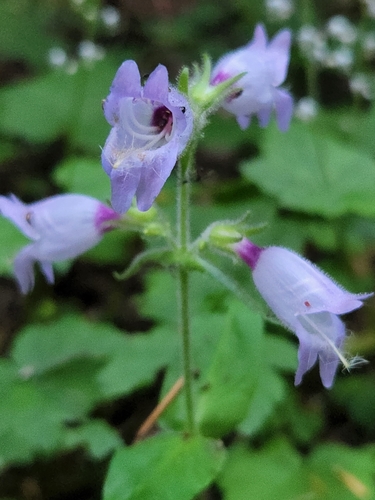 Image of Penstemon rattanii by (c) Merlla McLaughlin, some rights reserved (CC BY)
