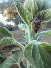 Cicadatra atra