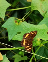 Anthanassa drusilla