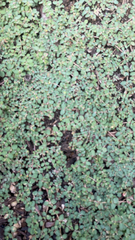 Euphorbia serpens
