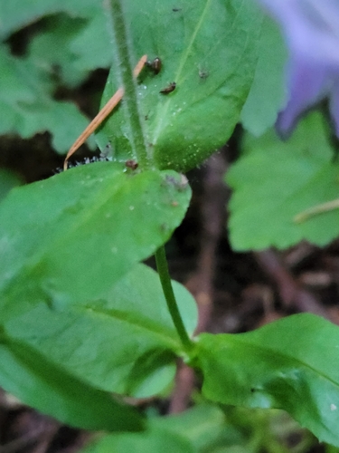 Image of Penstemon rattanii by (c) Merlla McLaughlin, some rights reserved (CC BY)