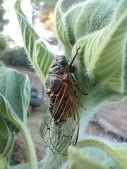 Cicadatra atra