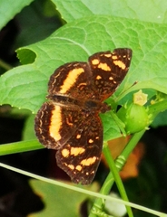 Anthanassa drusilla