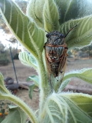 Cicadatra atra