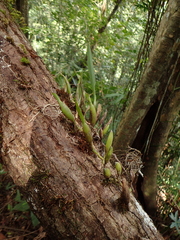 Nidema