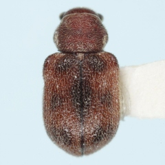 Xanthonia furcata