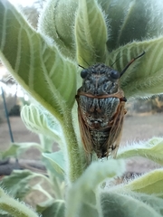 Cicadatra atra