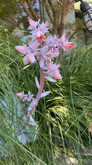 Gibbiflorae