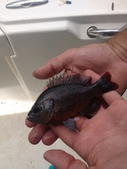 Lepomis miniatus