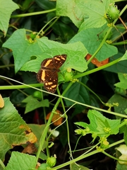 Anthanassa drusilla