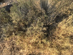 Sarcopoterium