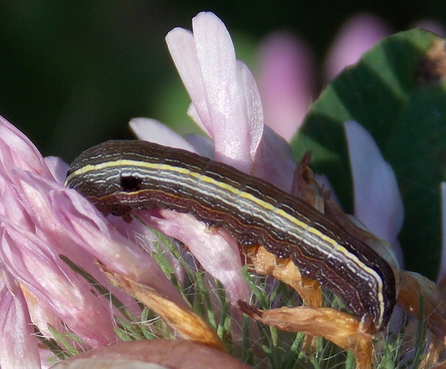 Yellow-striped Armyworm Moth, photo 2 of 10