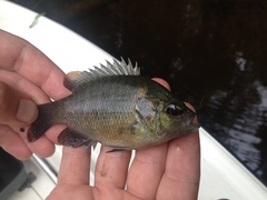 Lepomis miniatus