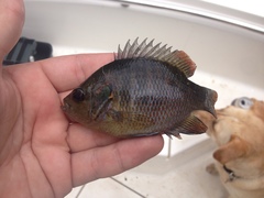 Lepomis miniatus