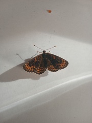 Melitaea didyma