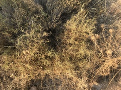 Sarcopoterium