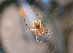 Araneus diadematus