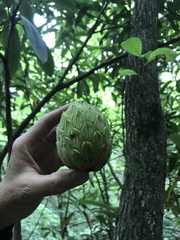 Magnolia macrophylla