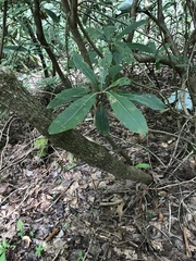 Magnolia macrophylla