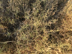 Sarcopoterium
