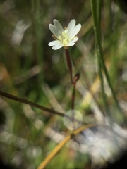 Epilobium oregonense