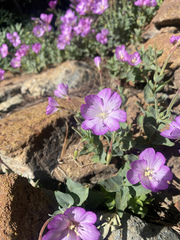 Epilobium siskiyouense