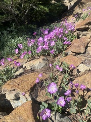 Epilobium siskiyouense
