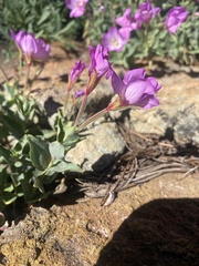 Epilobium siskiyouense