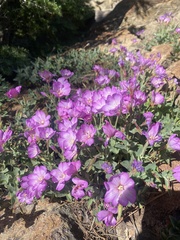 Epilobium siskiyouense