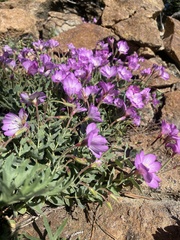 Epilobium siskiyouense