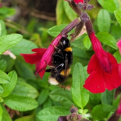 Bombus