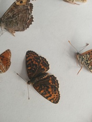 Melitaea didyma