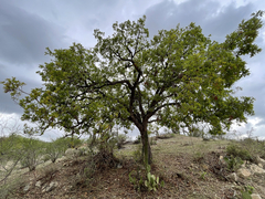 Quercus tuberculata