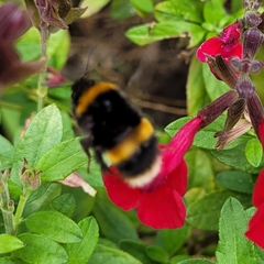 Bombus