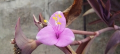 Tradescantia pallida