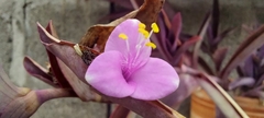 Tradescantia pallida