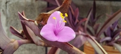 Tradescantia pallida