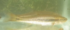 Semotilus atromaculatus