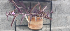 Tradescantia pallida