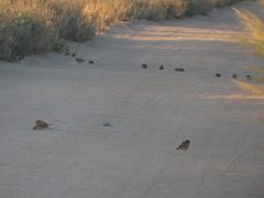 Passer hispaniolensis