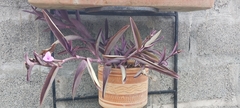 Tradescantia pallida