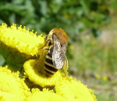 Colletes daviesanus