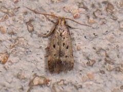 Neodactylota liguritrix